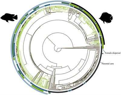 The evolution of monogamy in cichlids and marine reef fishes